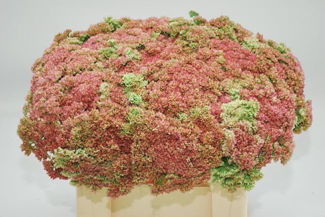 <h4>SEDUM SPECTABILE</h4>