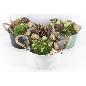 arr4 Amaryllis MB - Zink Fleur mix