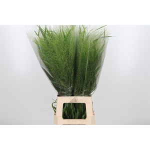 Panicum Fountain