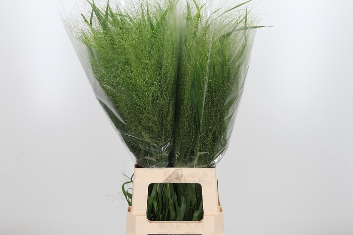 <h4>Panicum Fountain</h4>