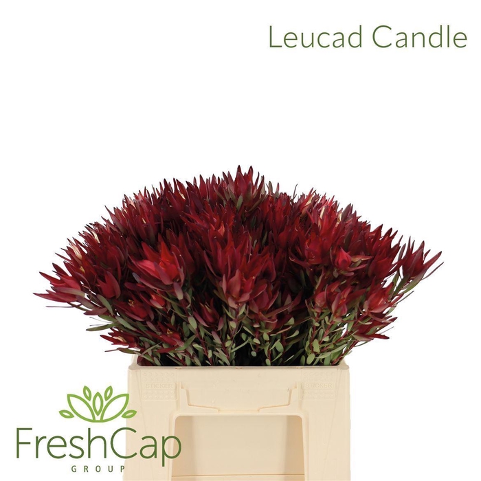 <h4>Leucadendron  'Candle'</h4>