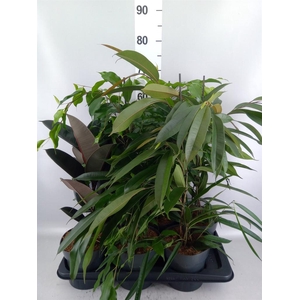 Ficus   ...mix