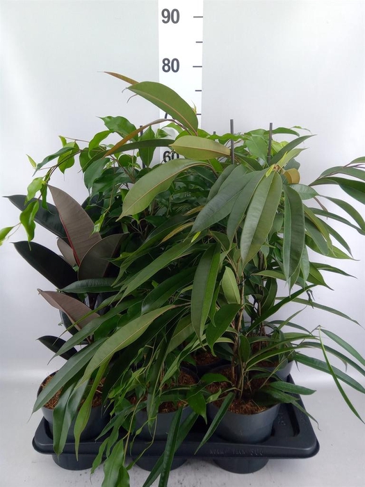 <h4>Ficus   ...mix</h4>