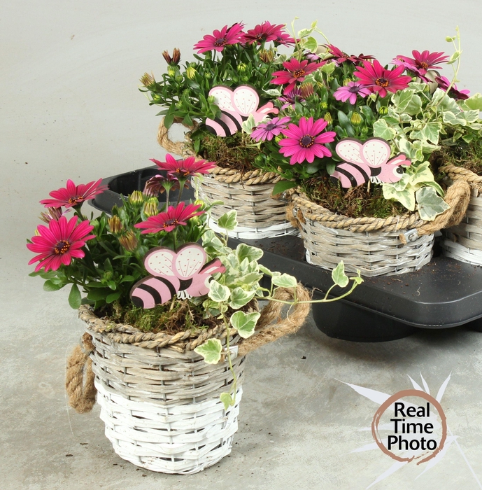 <h4>ARR TUINPLANTEN</h4>