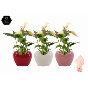 Anthurium 6 cm Matata in Paris ceramics