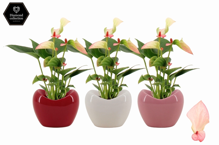 <h4>Anthurium 6 cm Matata in Paris ceramics</h4>