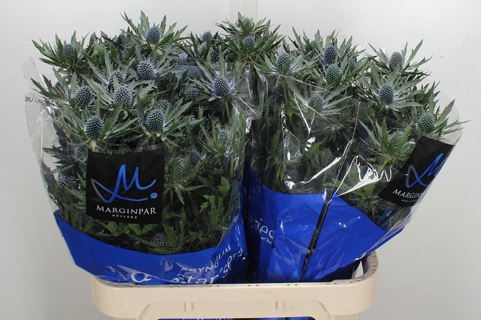<h4>Eryngium  'Orion Questar'</h4>
