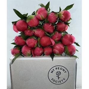 Paeonia coral charm