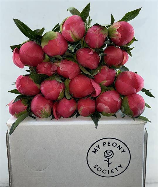<h4>Paeonia coral charm</h4>