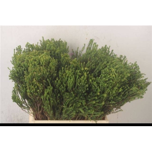 KAAPS GROEN