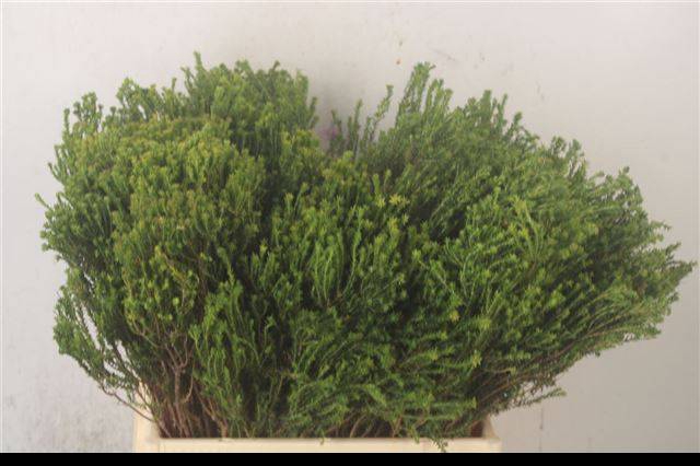 <h4>KAAPS GROEN</h4>