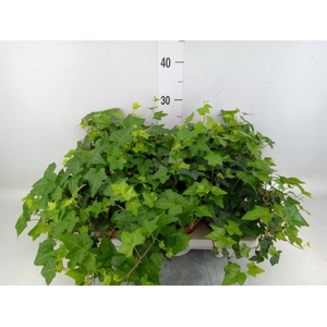 Hedera   ...green leafed