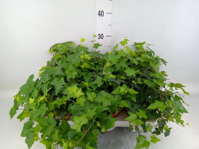 <h4>Hedera   ...green leafed</h4>