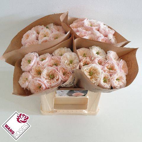 <h4>Rosa Garden Tinkerbell</h4>