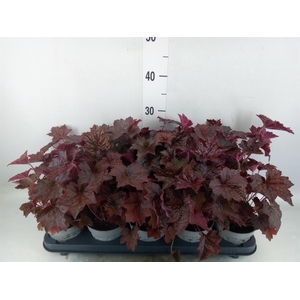Heuchera micrantha 'Palace Purple'