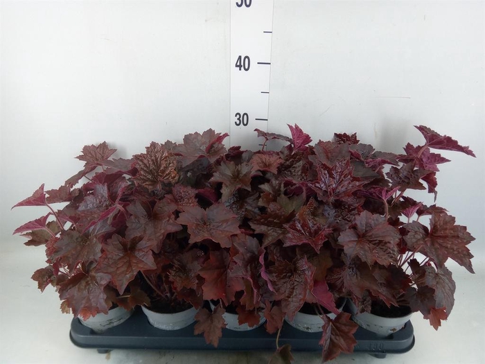 <h4>Heuchera micrantha 'Palace Purple'</h4>