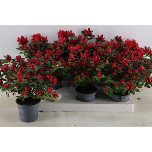 RHODO SI FR SCHERRE