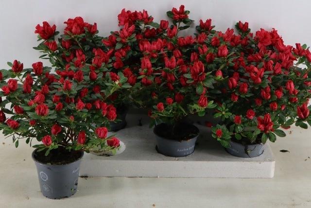 <h4>RHODO SI FR SCHERRE</h4>