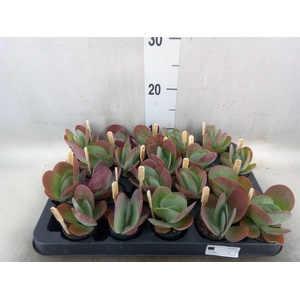 Kalanchoe NF thyrsiflora