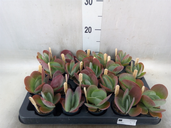 <h4>Kalanchoe NF thyrsiflora</h4>