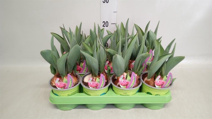 <h4>Tulipa   ...</h4>