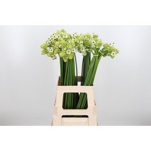 Ornithogalum Saundersiae