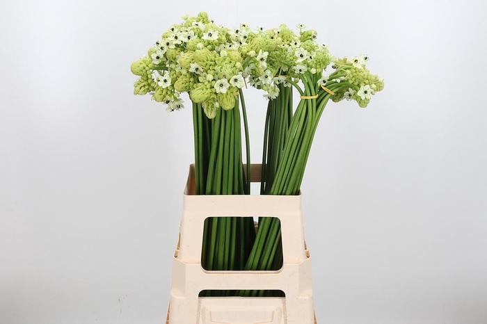 <h4>Ornithogalum Saundersiae</h4>