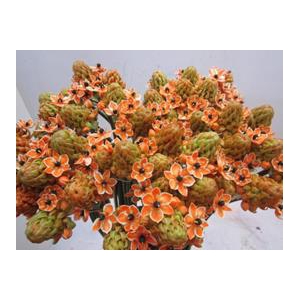 ORNIT SAUNDERSIAE ORANJE