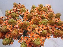 <h4>ORNIT SAUNDERSIAE ORANJE</h4>