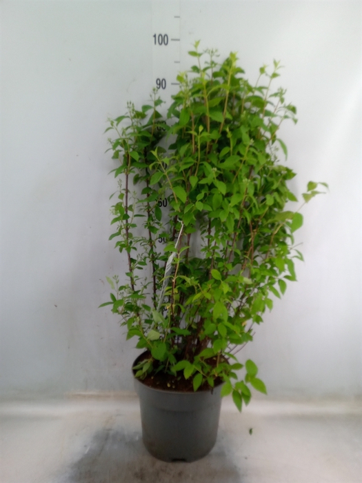 <h4>Philadelphus  'Snowbelle'</h4>