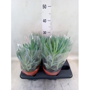 Curio ficoides 'Mount everest'