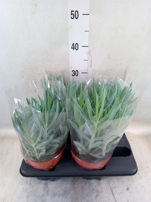 <h4>Curio ficoides 'Mount everest'</h4>