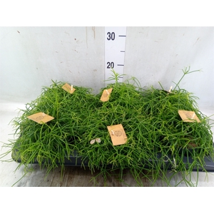 Rhipsalis   ...