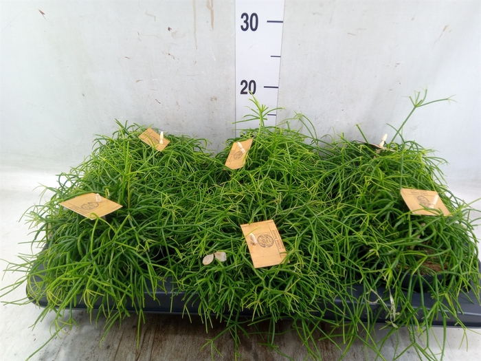 <h4>Rhipsalis   ...</h4>
