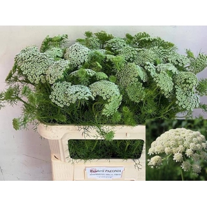 AMMI VIS CASABLANCA