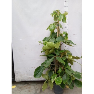 Tetrastigma voinierianum