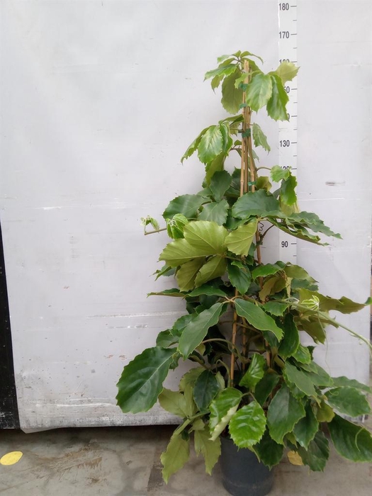 <h4>Tetrastigma voinierianum</h4>