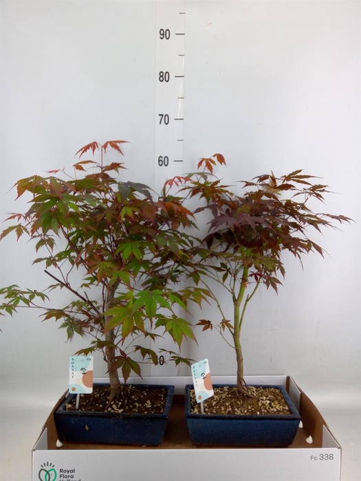 <h4>Bonsai   ...</h4>