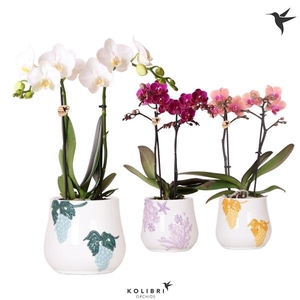 Phalaenopsis gemengd