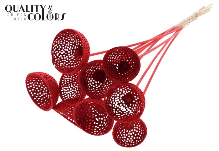Bell Cup Jali on stem Intense Red