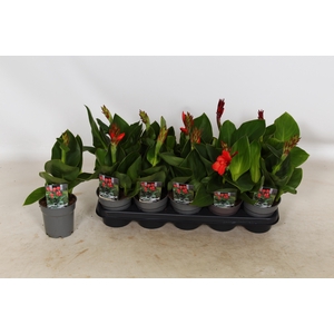 CANNA CAN RED SHADES P12