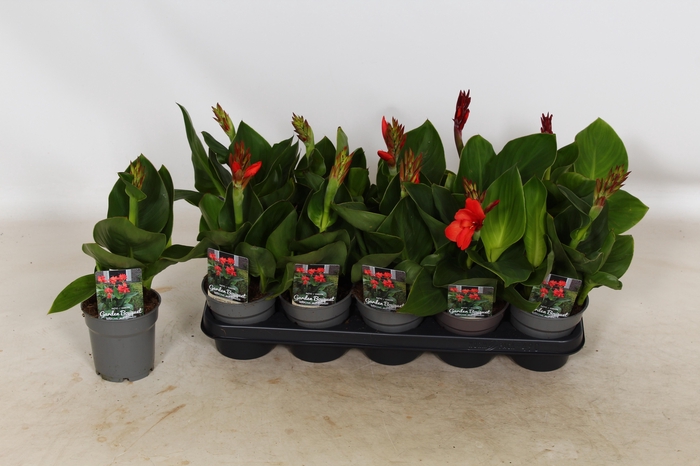 <h4>CANNA CAN RED SHADES P12</h4>