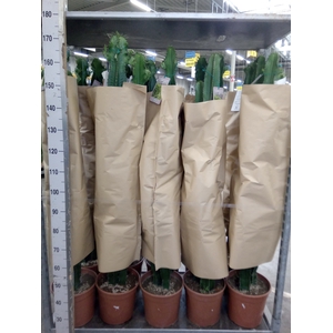 Euphorbia   ...