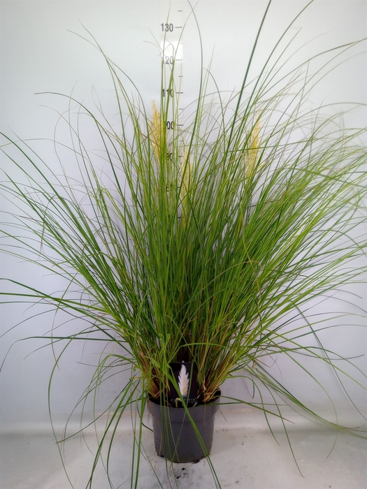 <h4>Cortaderia sell. 'Pumila'</h4>