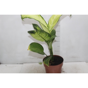DIEFFENBACHIA TROPIC MARIANA P17