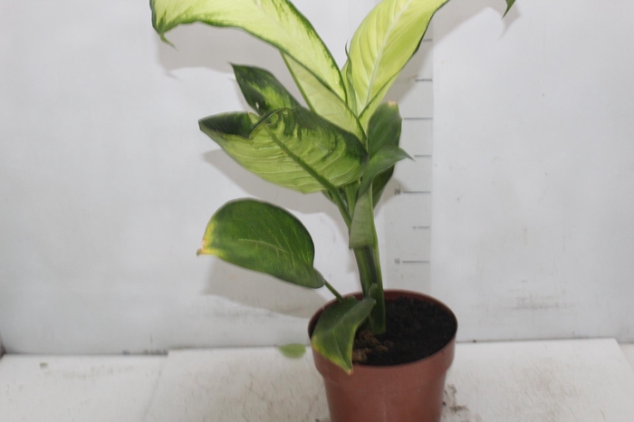 <h4>DIEFFENBACHIA TROPIC MARIANA P17</h4>