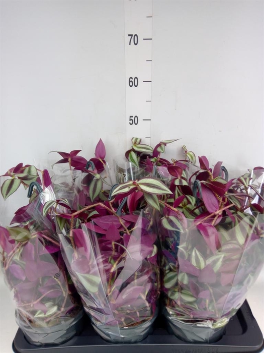 <h4>Tradescantia   ...</h4>