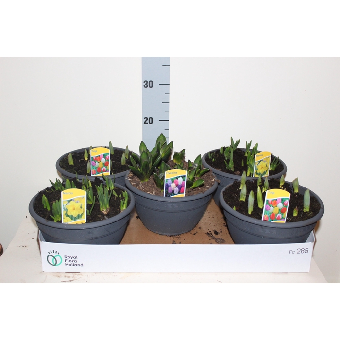 <h4>BOLBLOEMEN GEM</h4>