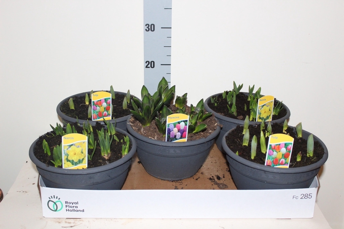 <h4>BOLBLOEMEN GEM</h4>