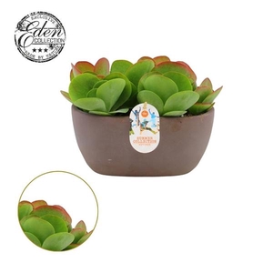 Kalanchoe Thyrsiflora 25cm Summer Collection